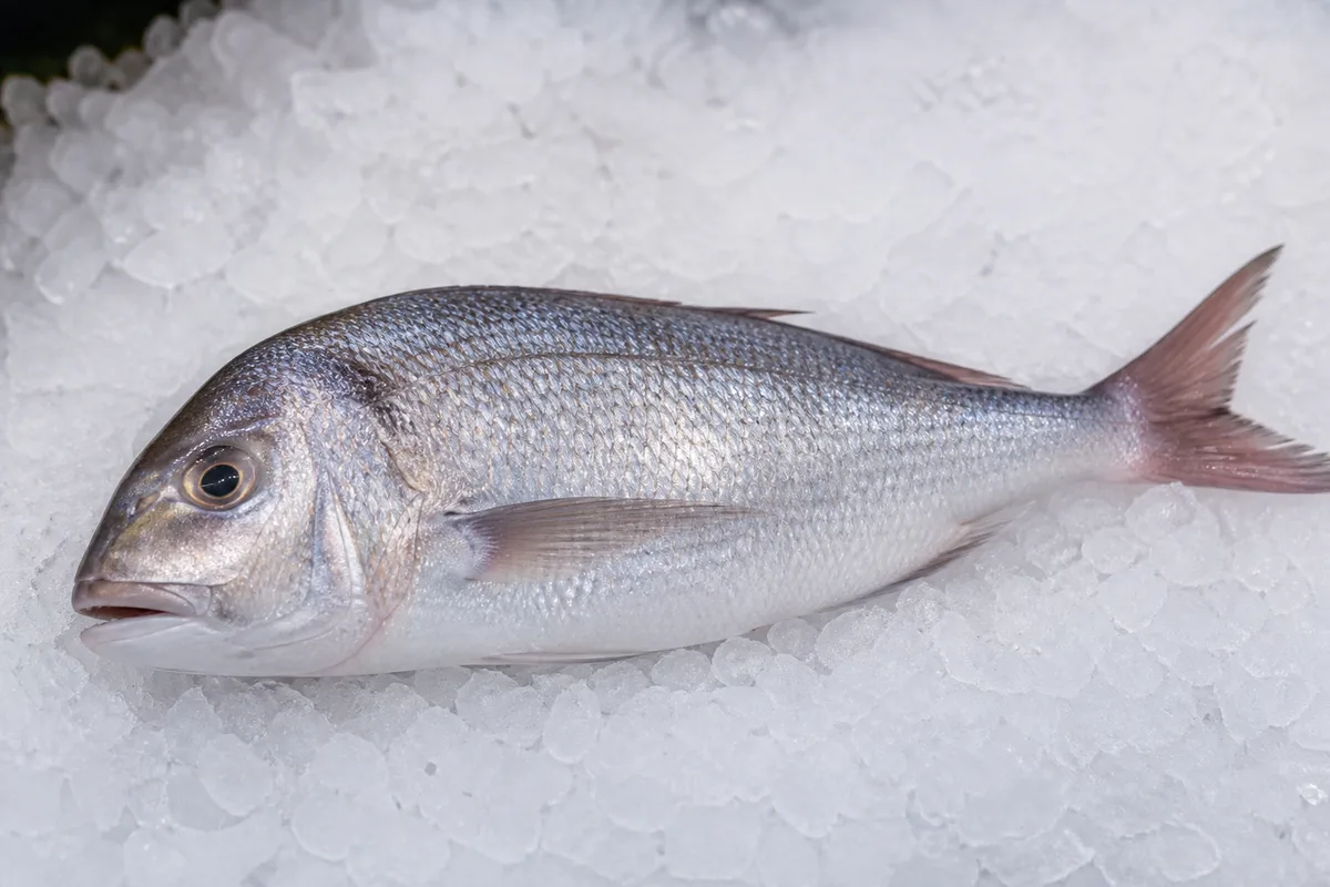 Un denté commun entier posé sur un lit de glace pilée, flancs gris bleuté aux reflets métalliques