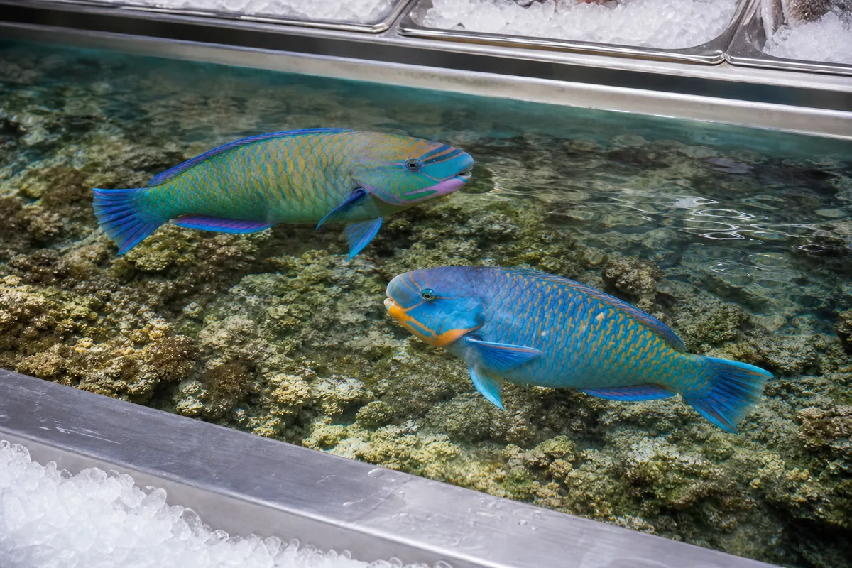 Deux poissons-perroquets de livrées différentes évoluant au-dessus d&rsquo;un platier